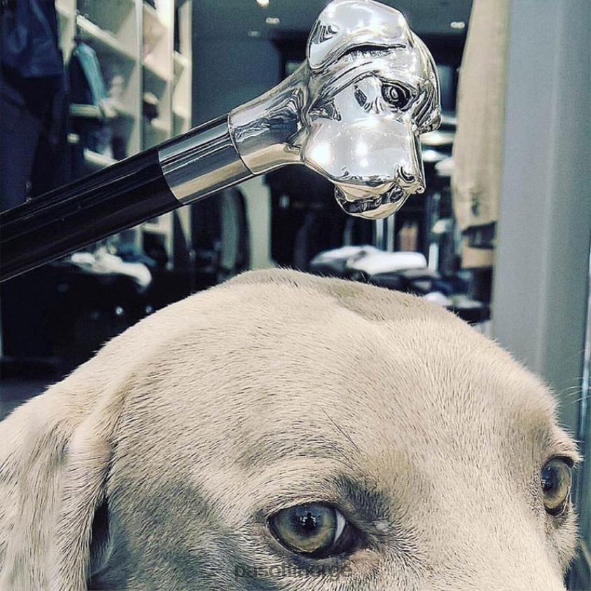 paraply | PASOTTI 478 5973-2 w27 - labrador paraply 8B6Z2656 menn