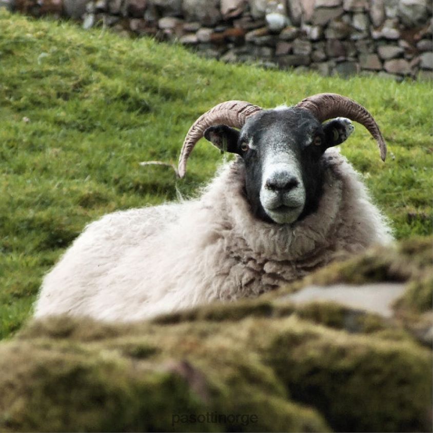 tilbehør PASOTTI ba cm - fårehornstokk 8B6Z26237 unisex